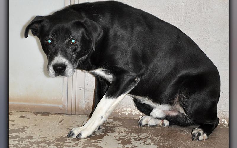 This male, Lab mix has been at Animal Control since December 16. He was found on Ensley Road in Epworth. He has a shiny, black coat with white spots. View him using intake number 362-20.