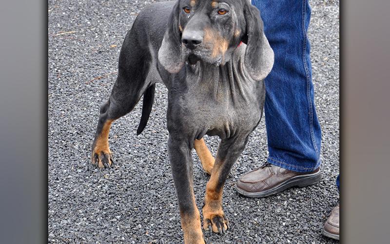 This male, Hound mix was dropped off at Animal Control Friday, March 19. He has a black coat with brown feet. View this cutie using intake number 063-21.