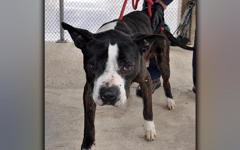 This male, Boxer mix was picked up on Johnny Gap Road in Suches March 11. He has a dark, brindle coat with white mittens. View this good boy using intake number 049-21.