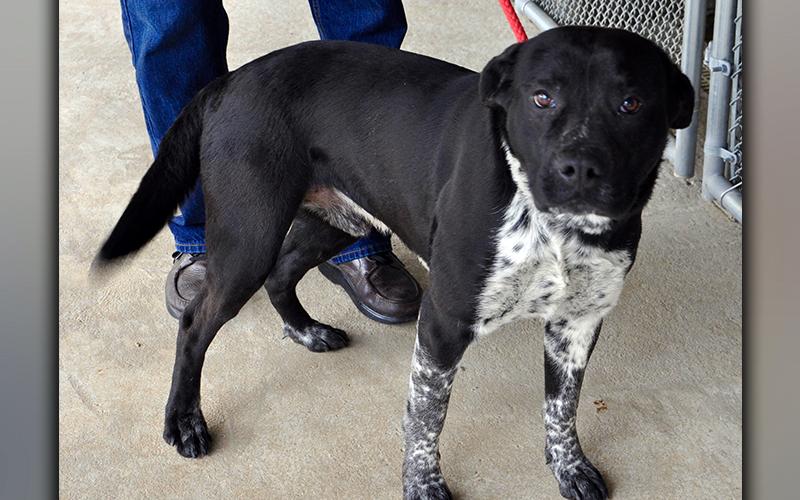 This male, Lab mix was picked up on Tennis Court Road in Blue Ridge March 9. He has a beautiful black coat with a white and black speckled chest. View him using intake number 047-21.