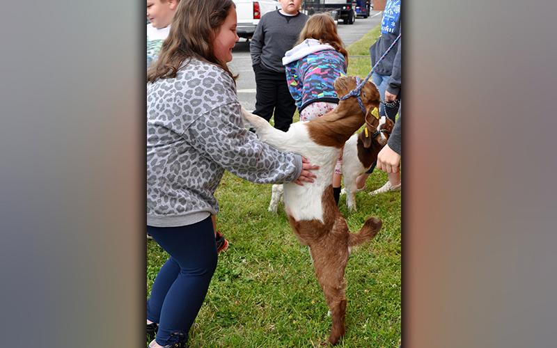 This little goat couldn’t help but to embrace East Fannin Elementary School third grade student Baillie Traylor during the Fannin County High School FFA Chapter’s Ag Day. Carson Zimmerman watches from behind.