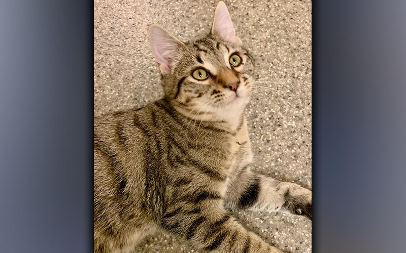 The Humane Society of Blue Ridge cat of the week is Andrew. He is a nine-month-old gray tabby with energy to spare! Andrew is a people pleaser and thinks sitting in your lap is a purrfect activity. He is neutered, microchipped and current on his vaccinations. Contact the Adoption Center at 706-632-4357 for more information about Andrew. This true love will make a fabulous addition to your family.