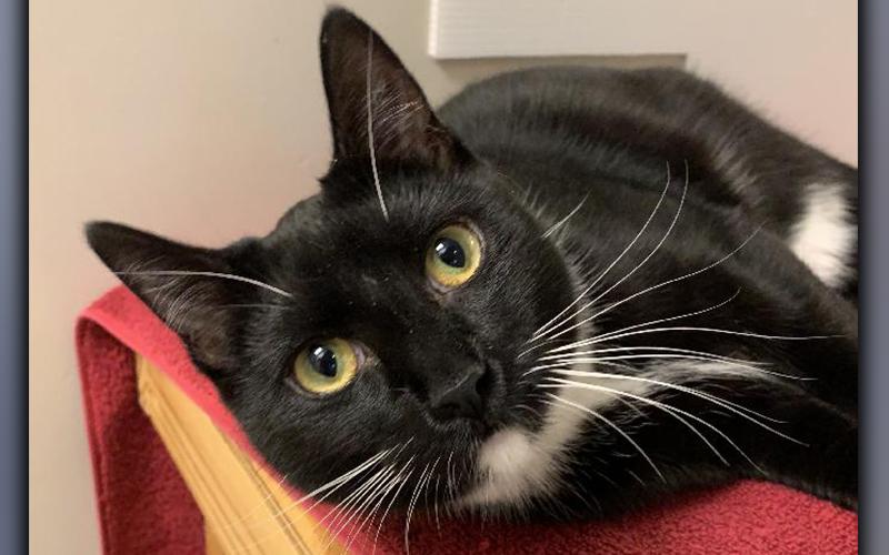 The Humane Society of Blue Ridge cat of the week is Lew. This one-year-old male tuxedo is the real deal! Lew is playful, friendly and as cute as can be. He loves people and gets along famously with other felines. Lew is neutered, microchipped and current on his vaccinations, so he is ready for his furever family. Contact the Adoption Center at 706-632-4357 for more information about this precious little guy.