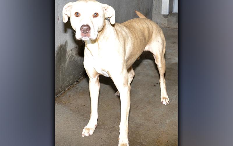 This male, Lab mix was picked up on Fain Street in Blue Ridge May 3. He has a gorgeous blonde coat. View him using intake number 139-21.
