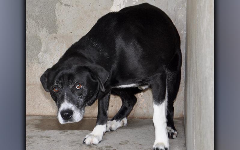 This male, Lab mix was picked up on Ensley Road in Epworth December 16. He has a mostly black coat with some white. View him using intake number 326-20.