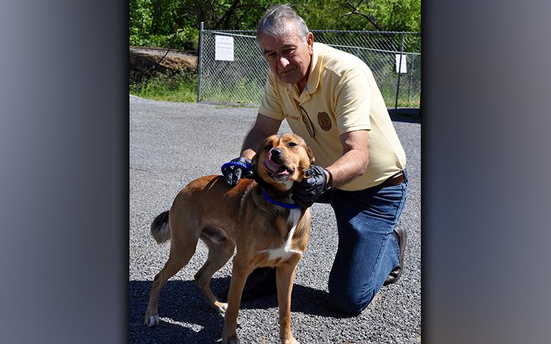 This male, Beagle/Lab mix was surrendered by his owner May 19. He has a thick, brown coat with some other coloring. View him using intake number 164-21. He is shown with Animal Control Interim Manager J.R. Cornett.