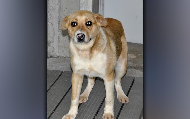 This male mix was picked up on Lickskillet Lane in Epworth May 17. He has a thick, blonde and white coat. View him using intake number 163-21.