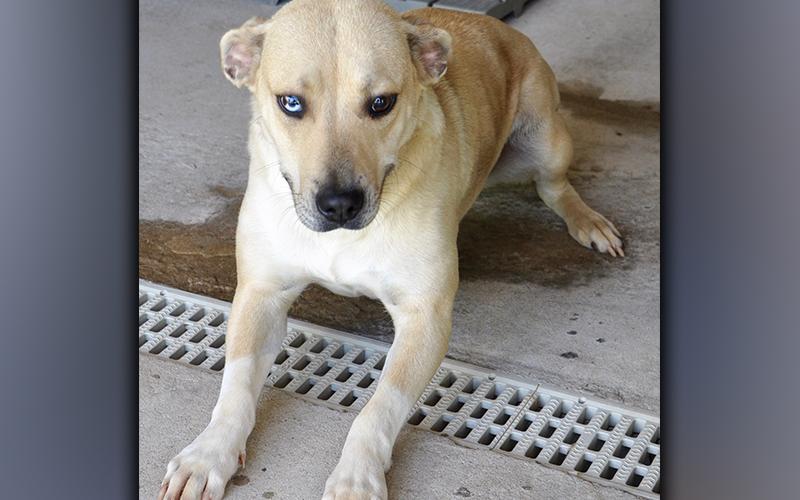 This female, Lab mix was picked up on My Mountain in Morganton May 15. She has a short, white-blonde coat with a glass eye. View her using intake number 162-21.