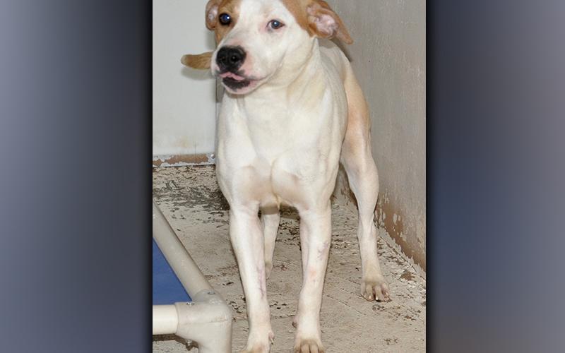 This female mix was surrendered by her owner May 14. She has a short, white coat with orange patches. View her using intake number 161-21.