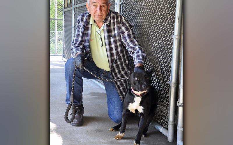 This female mix was surrendered by her owner May 5. She has a short, black and white coat. This little girl is very shy. View her using intake number 141-21. She is shown with Animal Control Interim Manager J.R. Cornett.