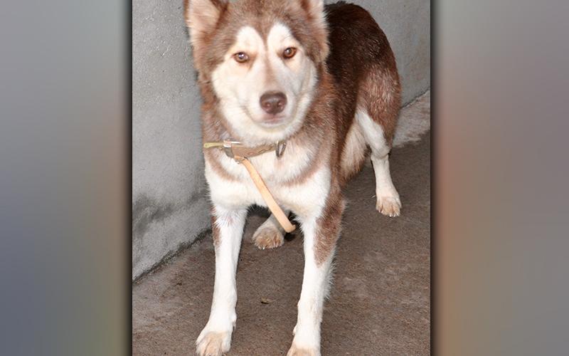 This male, Husky mix was picked up on Solar Road in Blue Ridge May 5. He has a pretty, red and white coat. View him using intake number 140-21.