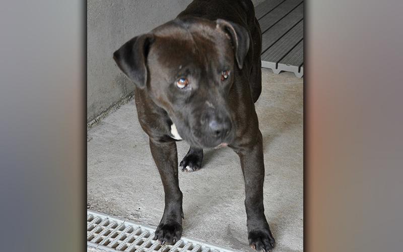 This male, Bulldog mix was surrendered by his owner April 23. This guy is large in size and has a black coat. View him using intake number 134-21.