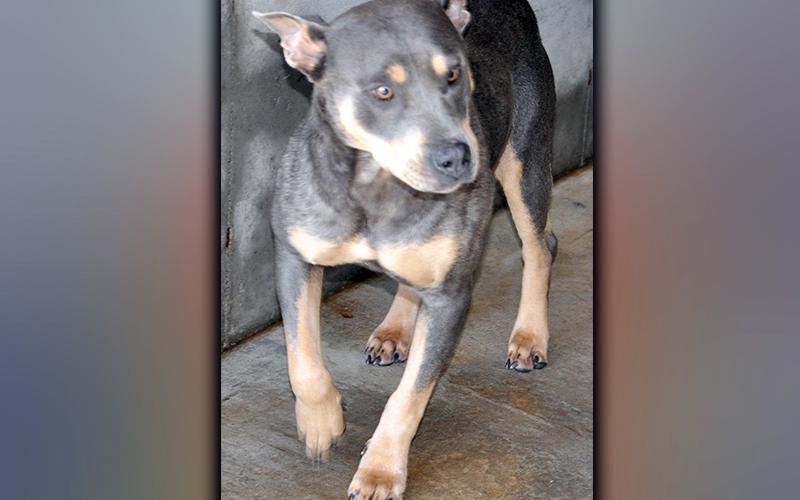 This female, Doberman mix was picked up on Curtis Switch Road in Mineral Bluff April 20. He has a short, ash and brown coat. View him using intake number 116-21.