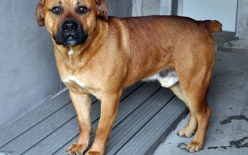 This male Bull mix was picked up on Ballewtown Road in Blue Ridge May 26. He has a thick, brown coat and likes to be outside and loved on. View him using intake number 167-21.