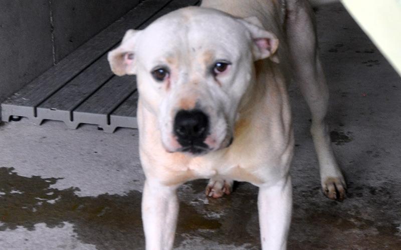 This male, Bull mix was picked up on Ballewtown Road, in Blue Ridge, May 26. He has a short, white coat and enjoys playing outside. View him using intake number 166-21.