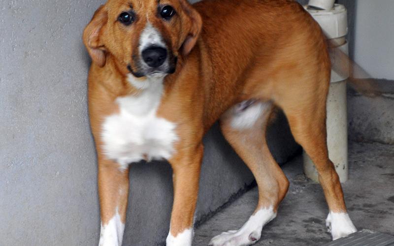 This male mix was surrendered by his owner May 24. He has a short, red and white coat, and enjoys getting attention. View him using intake number 165-21.