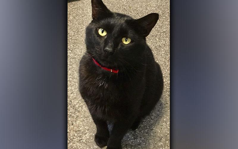 Submitted photo The Humane Society of Blue Ridge cat of the week is Bubba Earl. He is a one-year-old handsome little guy who oozes sophistication. His cute, squeaky meow will win you over in no time! Bubba Earl loves people, and he gets along with other cats as long as they understand he is the boss. He is neutered, microchipped and current on his vaccinations. Contact the Adoption Center at 706-932-4357 to set up a meet and greet with this very cool cat.