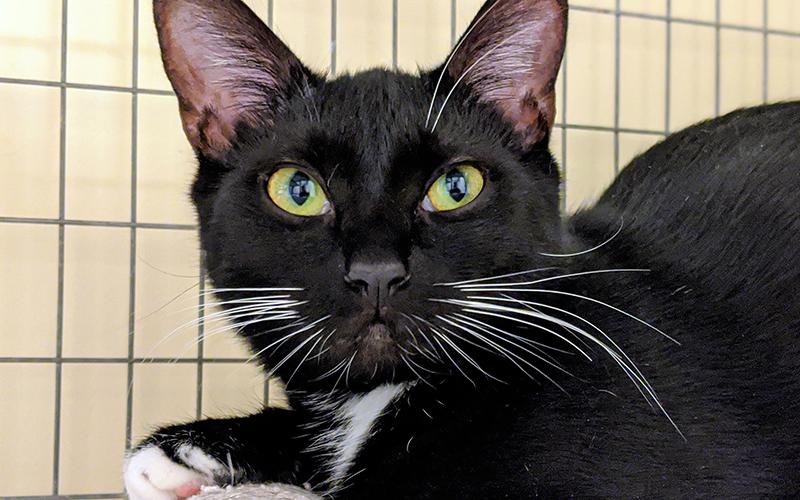 The Humane Society of Blue Ridge cat of the week is Vicki. This one-year-old tuxedo beauty is shy at first, but once she gets to know you, she will be your furever friend. Vicki’s favorite activity is chasing ping pong balls! She is spayed, microchipped and current on her vaccinations. Contact the Adoption Center at 706-632-4357 to schedule a visit with Vicki. She will have you wrapped around her paw in no time!