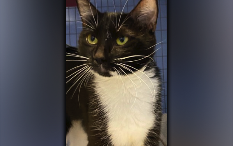 Cat of the week