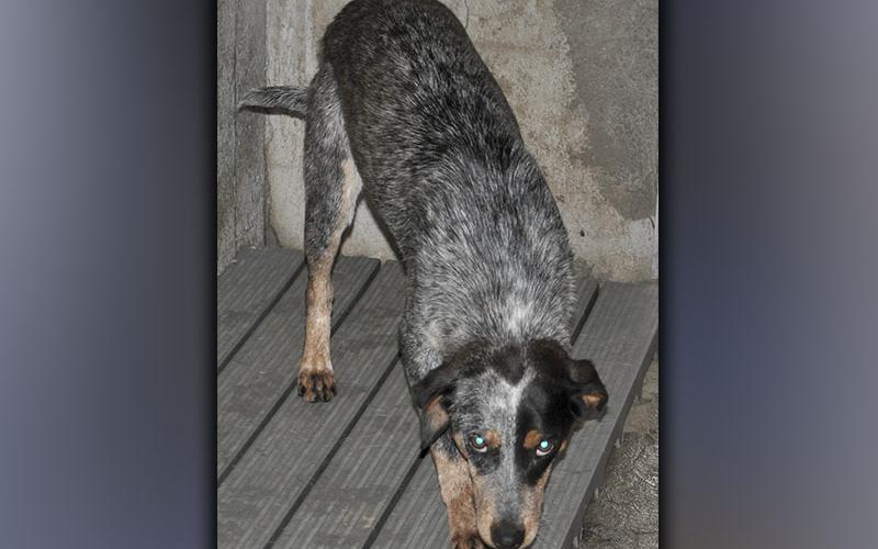 This male, Blue Heeler mix was picked up on Morganton Highway in Morganton May 29. Victor, as volunteers call him, has a salt and pepper coat with hints of brown. View this good boy using intake number 176-21.