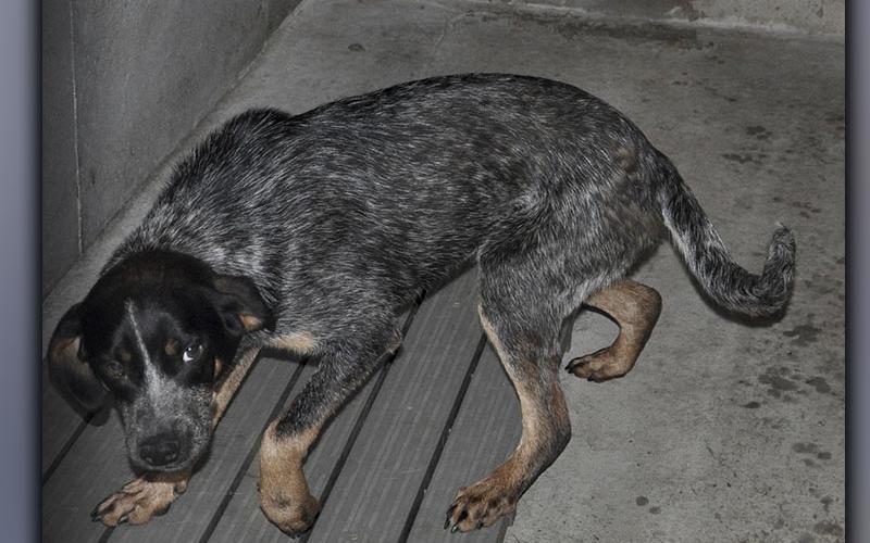 This male, Blue Heeler mix was picked up on Morganton Highway in Morganton May 29. Volunteers call him Bubba, and he has a salt and pepper coat with brown boots. View this sweetie using intake number 175-21.