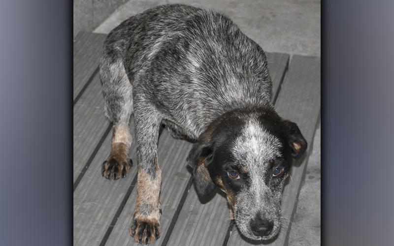 This male, Blue Heeler mix was picked up on Morganton Highway in Morganton May 29. River, as volunteers call him, has a short, salt and pepper coat with hints of brown. View this cutie using intake number 174-21.