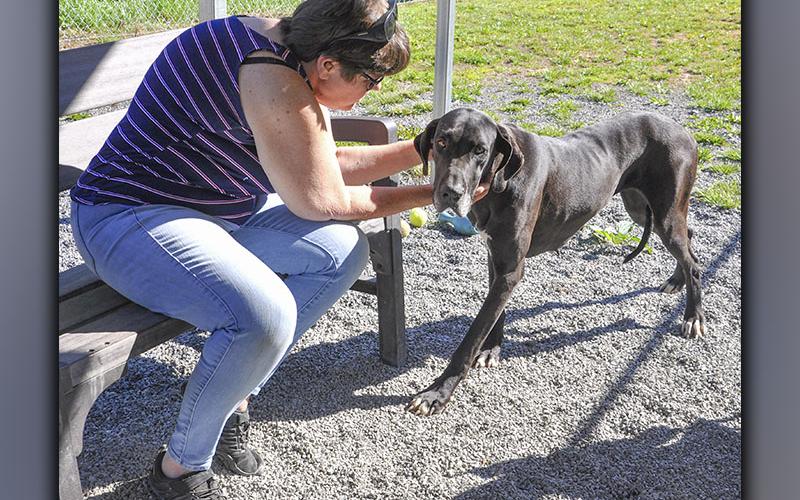 This female Great Dane mix was picked up on Indian Forest in Blue Ridge Thursday, June 17. She is very sweet and has a dark chocolate coat. View her using intake number 195-21. Giving her lovings is Volunteer of the Month Debi Holcomb.