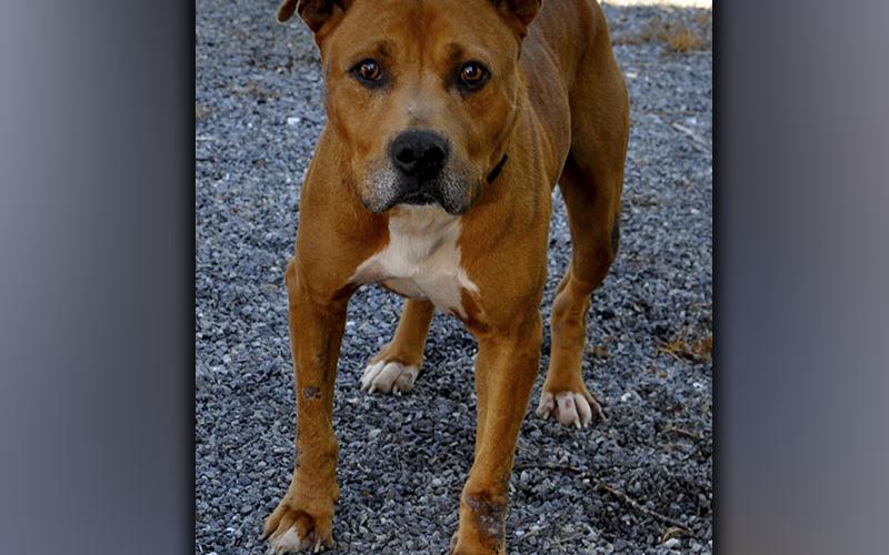 This male Boxer mix was picked up on Dogwood Lane in Blue Ridge Thursday, June 17. He has a red coat with white toes. View this cutie using intake number 196-21.