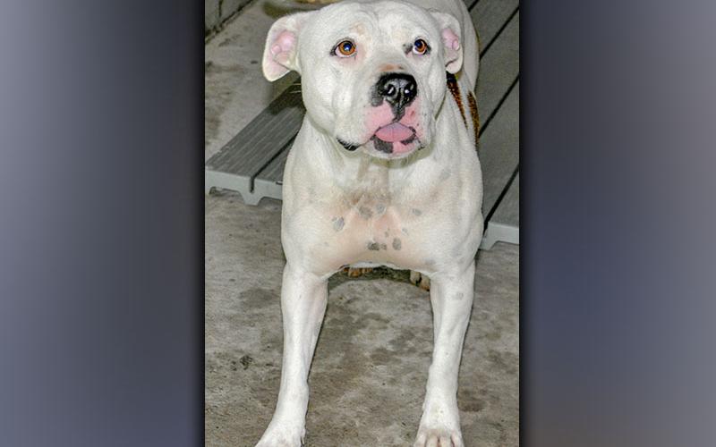 This female Pit Bull mix was picked up on Adra Road in Morganton Thursday, June 17. She has a white coat with brindle spots. View this pretty girl using intake number 194-21.