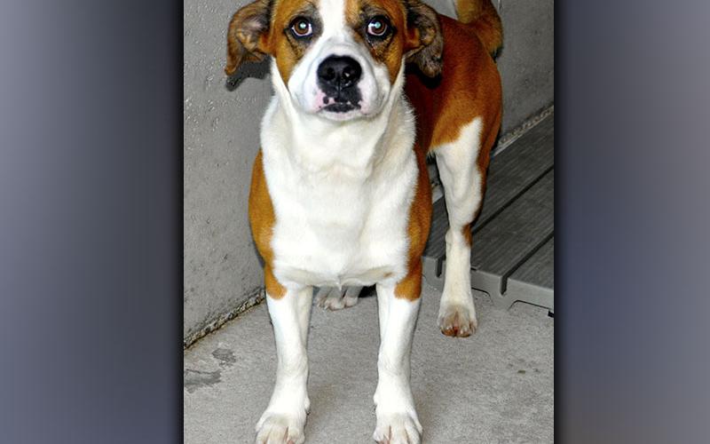 This male Basset Hound and Beagle mix was dropped off June 11. He has a white coat with red spots. View this cutiepie using intake number 191-21.