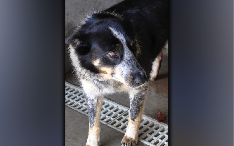This female Shepherd mix was picked up on Colton Road in McCaysville June 23. He has a thick, black and white coat. View him using intake number 205-21.