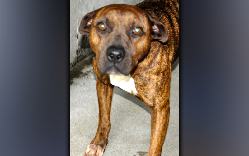 This male Bulldog was picked up at the Riverwalk Shops in McCaysville June 18. He has an orange-brown brindle coat. View this cutie using intake number 197-21.