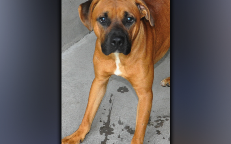 This male Boxer mix was picked up on Dogwood Lane in Blue Ridge June 17. He has a red coat with a five o’clock shadow. View this good boy using intake number 196-21.