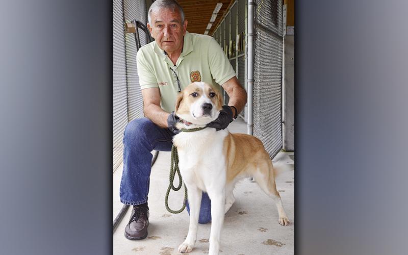 This male, Lab mix was surrendered by his owner June 2. He has a soft, white and light brown coat. View this feller using intake number 178-21. He is shown with Animal Control Interim Manager J.R. Cornett.