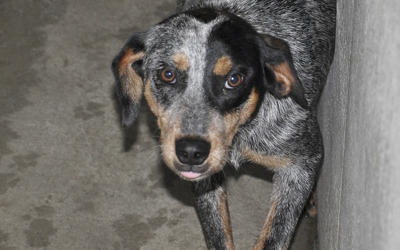 This male, Blue Heeler mix was picked up on Morganton Highway in Morganton May 29. He has a salt and pepper coat with hints of brown. View this good boy using intake number 176-21.