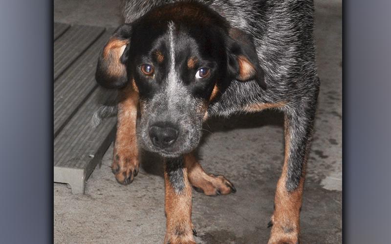 This male, Blue Heeler mix was picked up on Morganton Highway in Morganton May 29. He has a salt and pepper coat with brown boots. View this sweetie using intake number 175-21.