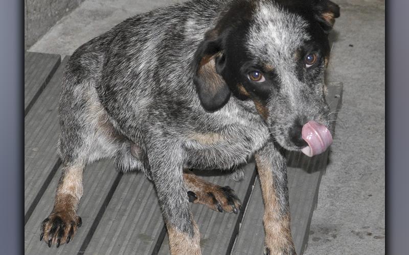 This male, Blue Heeler mix was picked up on Morganton Highway in Morganton May 29. He has a short, salt and pepper coat with hints of brown. View this cutie using intake number 174-21.