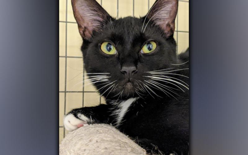 The Humane Society of Blue Ridge cat of the week is Vicki. She is a one-year-old tuxedo cat who is always dressed to the nines. Vicki is very playful and her toy of choice is a ping pong ball!! She is shy when she first meets you, but she becomes quite loving once she feels comfortable with you. Vicki is spayed, microchipped and current on her vaccinations. Contact the Adoption Center at 706-432-6357 for more information about this spiffy girl. She is ready to become part of your family.