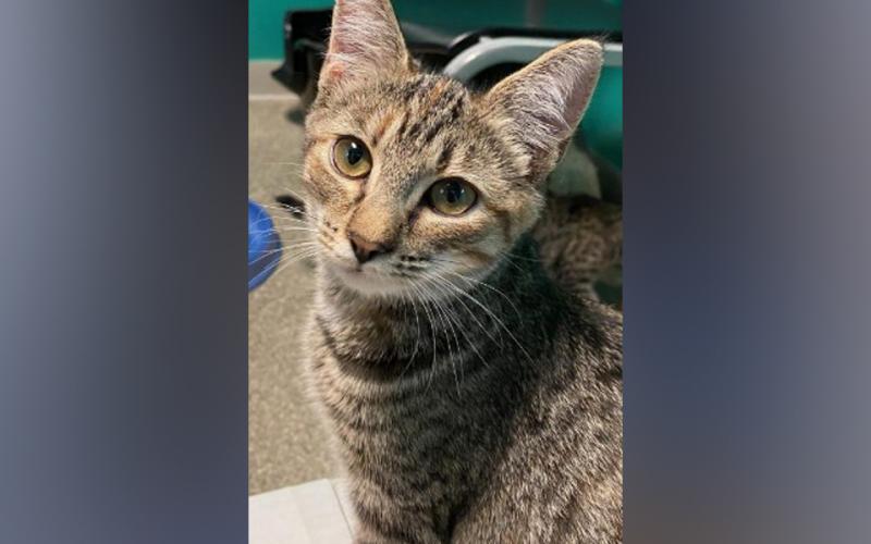 The Humane Society of Blue Ridge cat of the week is Ollie. She is a five-monthold tabby who is truly the definition of cuteness overload! Ollie is very affectionate with people and is an absolute darling. She gets along famously with her fellow kitten suitemates. Ollie is spayed, microchipped and current on her vaccinations. Contact the Adoption Center at 706-632-4357 to schedule a meet and greet with this fabulous feline. She will make the purrfect addition to your family.