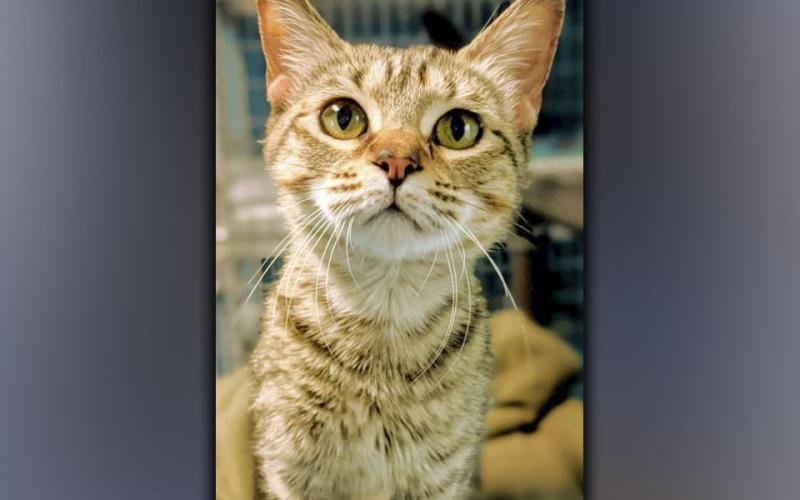 Cat of the week