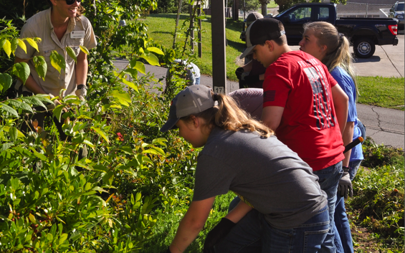 Shown clockwise are University of Georgia County Extension Agent Ashley Hoppers and FFA members Castle Burnett, Jacob Williams and Samantha Adkins working together to clean up overgrown bushes outside the Fannin County Detention Center.