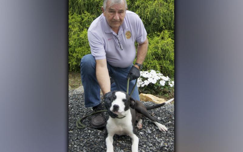 This female mix was found on Cutcane Road in Mineral Bluff July 6. She has a short, black and white coat. View this pretty girl using intake number 216-21. She is shown with animal control Interim Manager J.R. Cornett.
