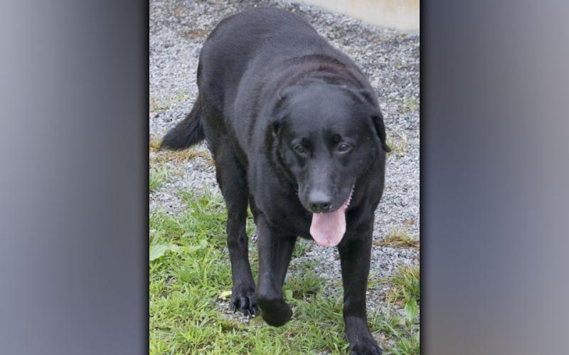 This male, Black Lab, named Poncho, was surrendered July 1, along with his brother. This guy is large and has a black coat. View him using intake number 213-21.