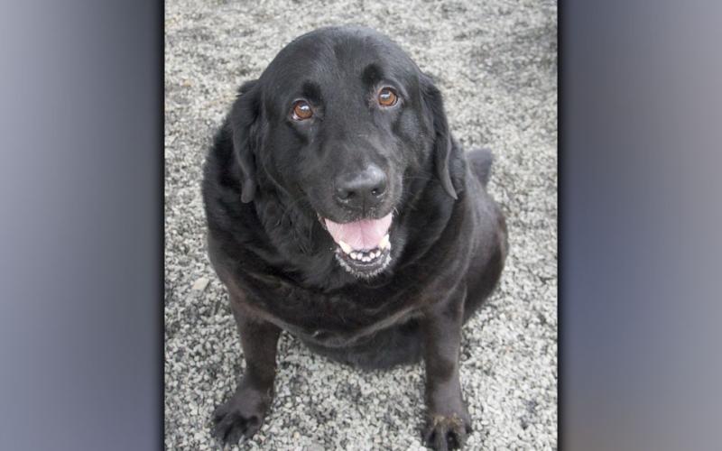 This male Black Lab, named Lefty, was surrendered with his brother July 1. This sweetie has a black coat and is a little more social. View him using intake number 212-21.