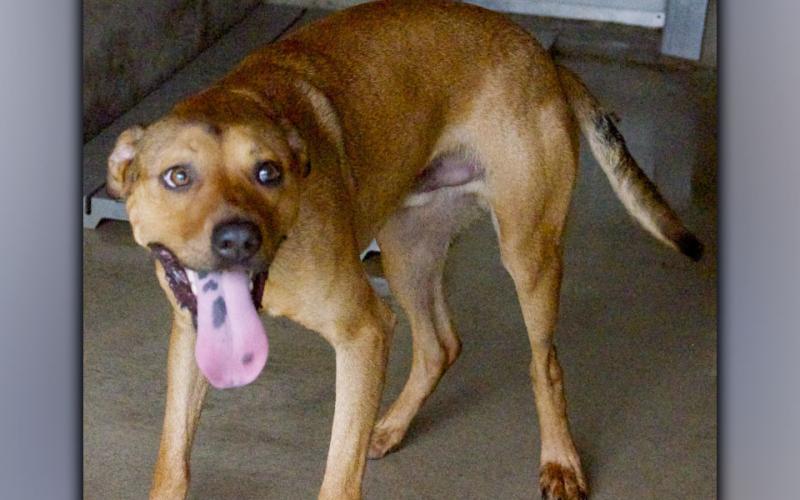This male mix was picked up on Joy Road in McCaysville. He has a short, red coat and is about medium in size. View him using intake number 208-21.