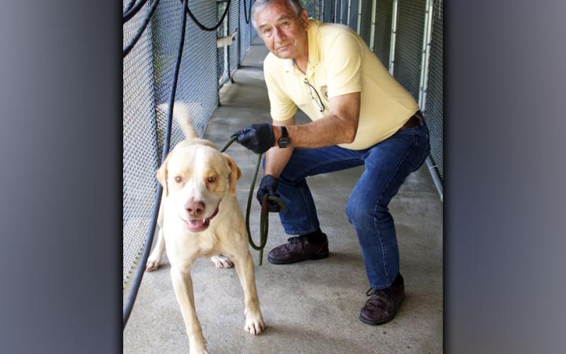 This male, Lab mix was found on Summit Street in Blue Ridge July 10. He has a blonde coat and is a big boy. View him using intake number 220-21. He is shown with animal control Interim Manager J.R. Cornett.