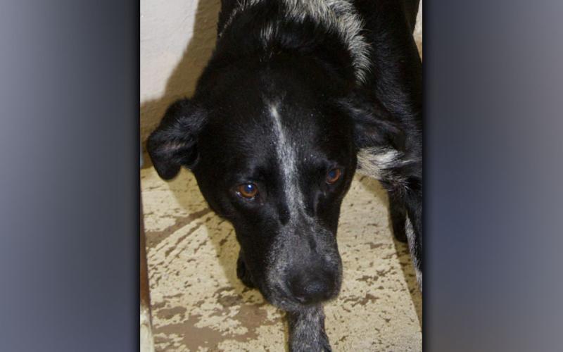 This male mix was surrendered Thursday, July 15. He has a mostly-black coat with while speckles. View this sweetie using intake number 229-21.