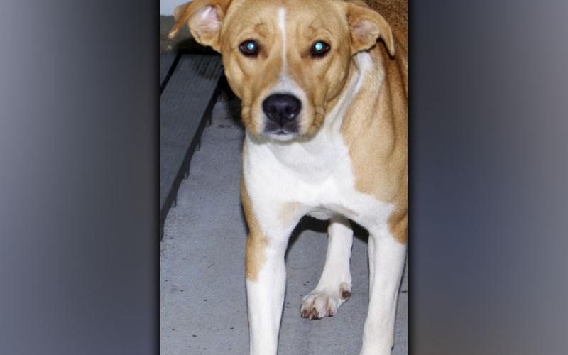 This female mix was surrendered by her owner Thursday, July 15. She has a short, orange and white coat. View this good girl using intake number 228-21.