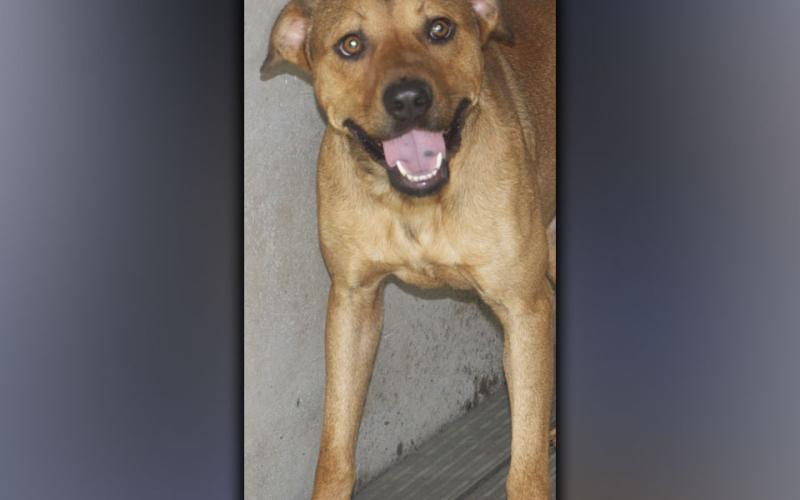 This male mix was picked up on Joy Road in Epworth June 29. He has a short, tawny-colored coat. View this cutie using intake number 208-21.