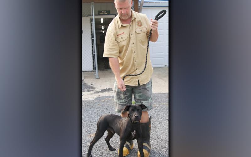 This male Lab mix was dropped off at Animal Control July 22. He has a short, black coat with white on his chest. View him using intake number 245-21. He is shown with Animal Control Officer Luke McDonald.